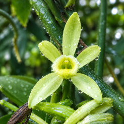 246